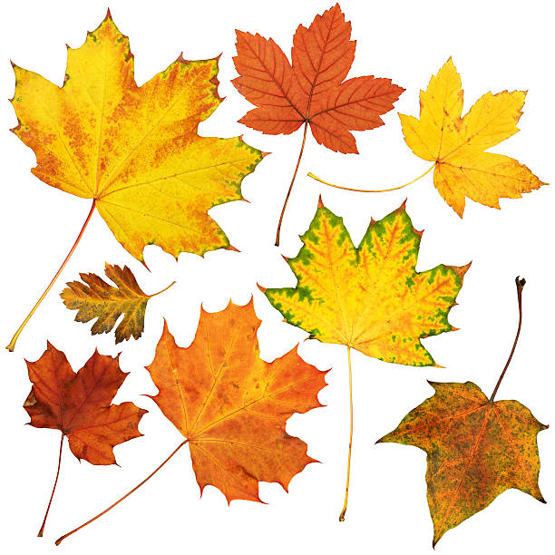istock autumn maple leaves collection, object set isolated on white 495737544