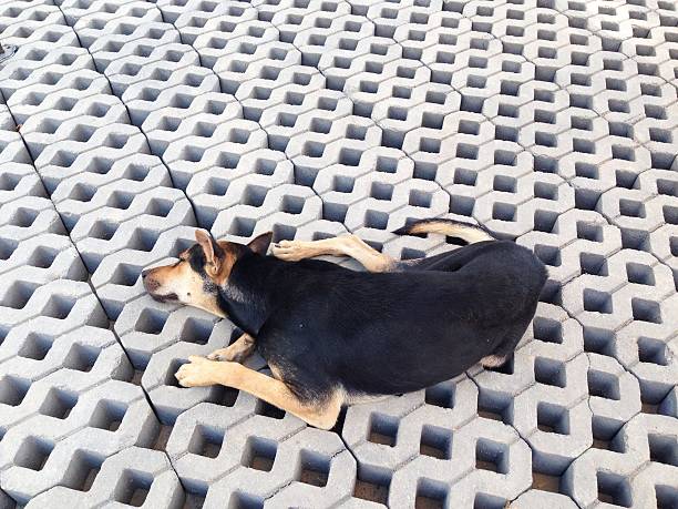 istock Black dog lie on the cement brick floor 495737553