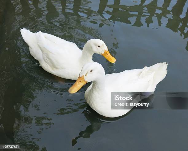Romantic White Ducks Couple Stock Photo - Download Image Now - Animal, Animal Behavior, Animal Body Part