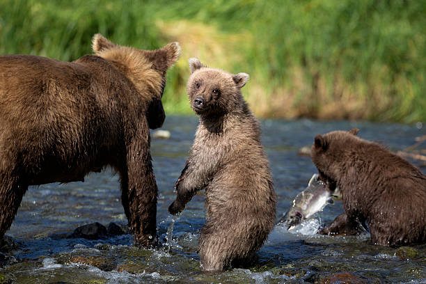 Coastal orso bruno famiglia - foto stock