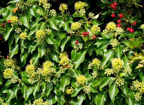 Ivy flowers in a hedge beside red haw berried hawthorn bushes on a sunny September day.