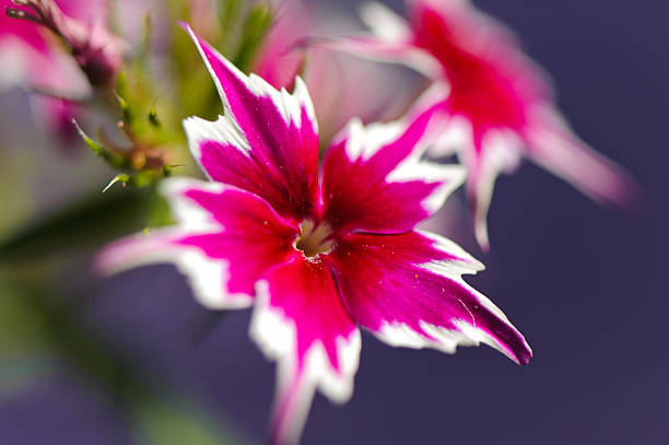 istock Petunia flowers closeup 495738693