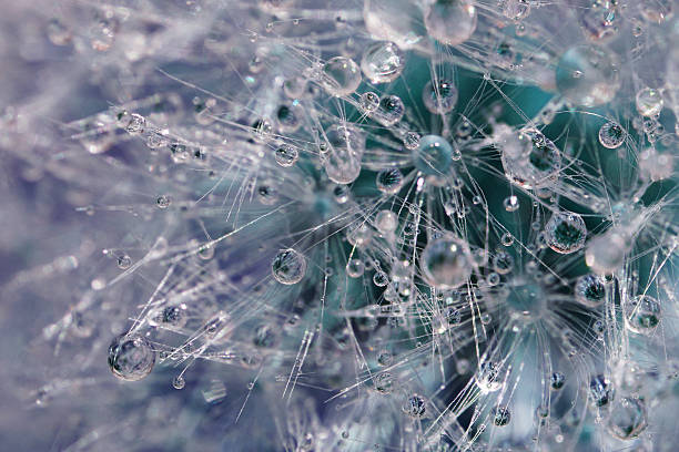 istock Abstract nature : Macro of blue dandelion with droplets 495739153