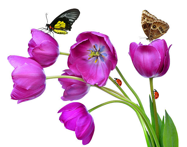 fresh purple tulips with butterflies and ladybugs isolated on white 