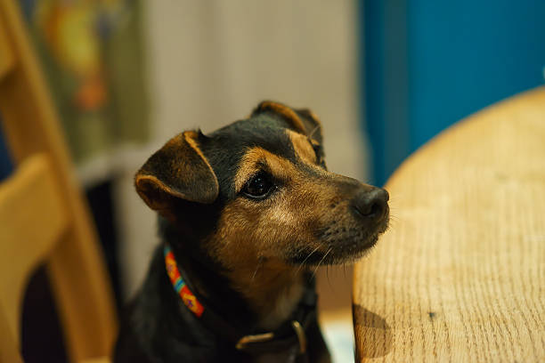 istock Black and Tan Jack Russell at Table 495740134