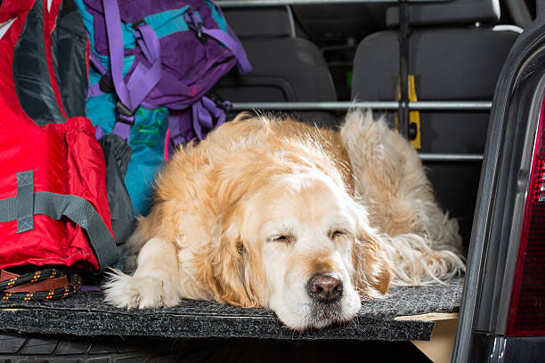 golden retriever viagem - luggage cart imagens e fotografias de stock