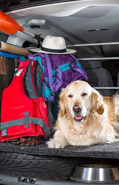 golden retriever viagem - luggage cart imagens e fotografias de stock