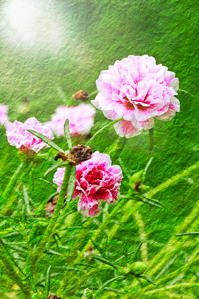 portulaca flower stock photo