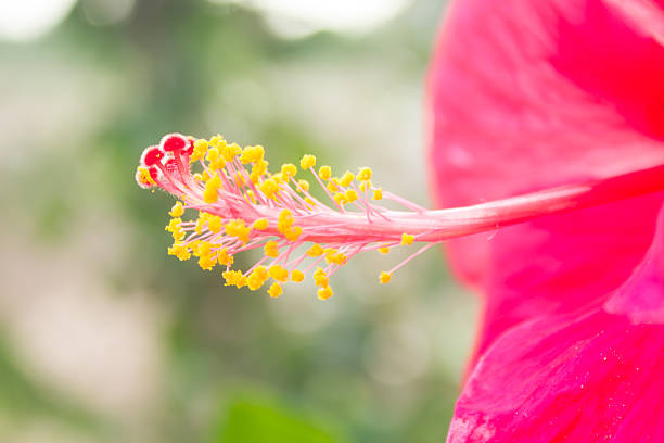 istock Macro of Colorful hibiscus stamen 495744383