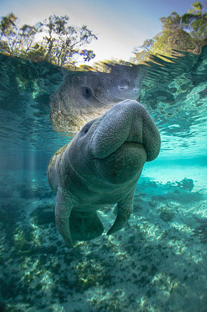 Manatee A Manatee in the Crytal River, Florida. snorkeling photos stock pictures, royalty-free photos & images