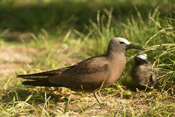 черный noddy с chick - sooty tern стоковые фото и изображения