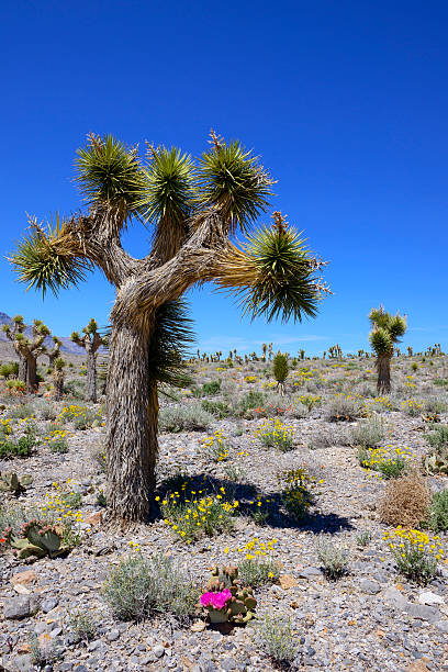 ジョシュアツリーと砂漠の野生の花 - desert flower california cactus ストックフォトと画像