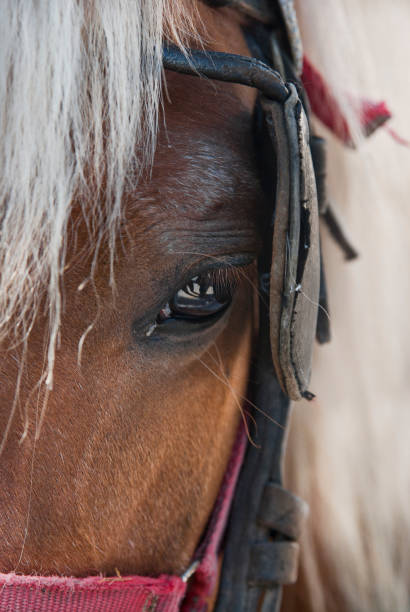 istock Horse portrait 495745473