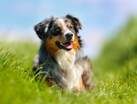 Two Australian Shepherd dogs sitting on meadow grass in sunny day. This file is cleaned and retouched.