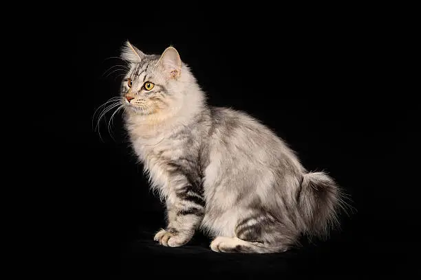 Shot of purebred domestic cat on black background.