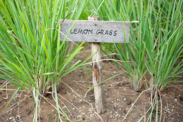 Lemon grass, selective focus