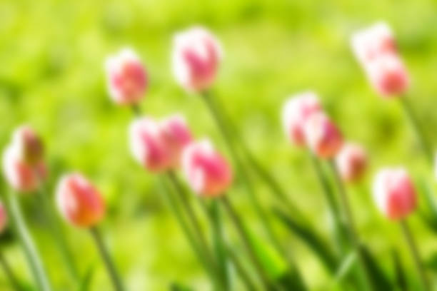 Spring  background with beautiful tulips. Summer flower background.