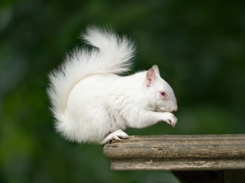 A rare white albino squirrel in Kent, UK