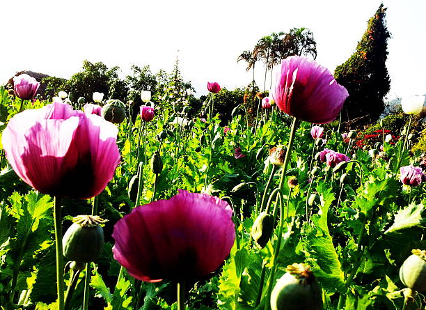 opium - poppy flower opium poppy formal garden stock-fotos und bilder