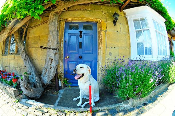 istock Dog In Front Of Blue Door 495746433