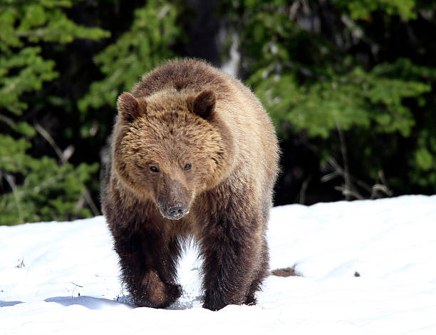 istock Grizzly Bear Sow in Yellowstone National Park 495746791