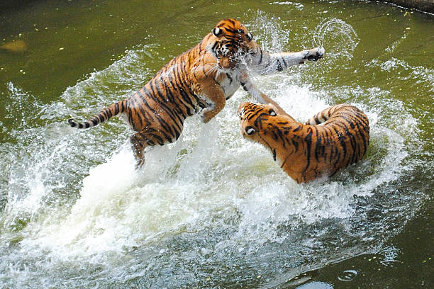 istock Tigers Play Fighting in Water 495746829