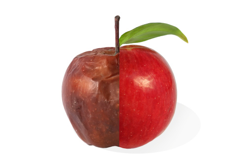 Half rotten apple and half fresh  apple