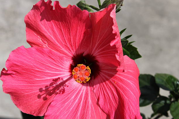 istock Hibiscus Flower pink 495748359