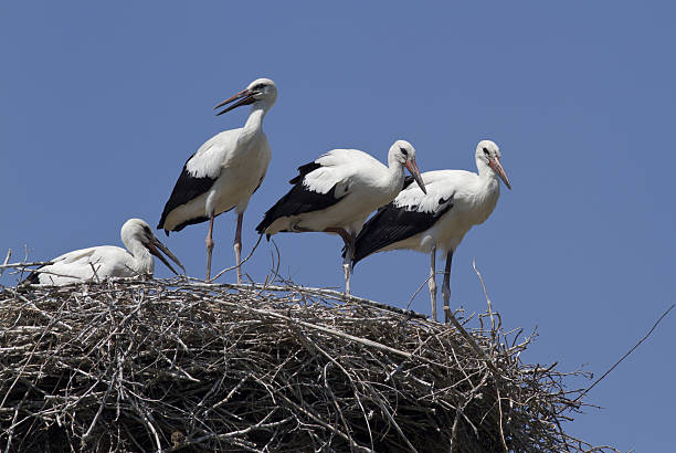istock Young white storks, which are in the nest. 495749433