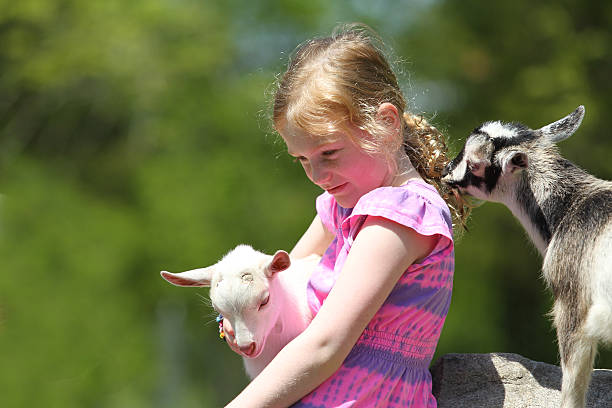 istock Girl and Baby Goats 495749641