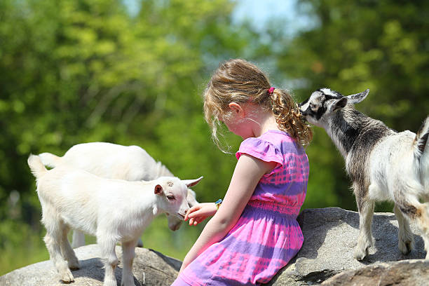istock Girl and Baby Goats 495749705