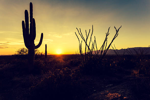 istock Saguaro National Park at Sunset, USA 495749827
