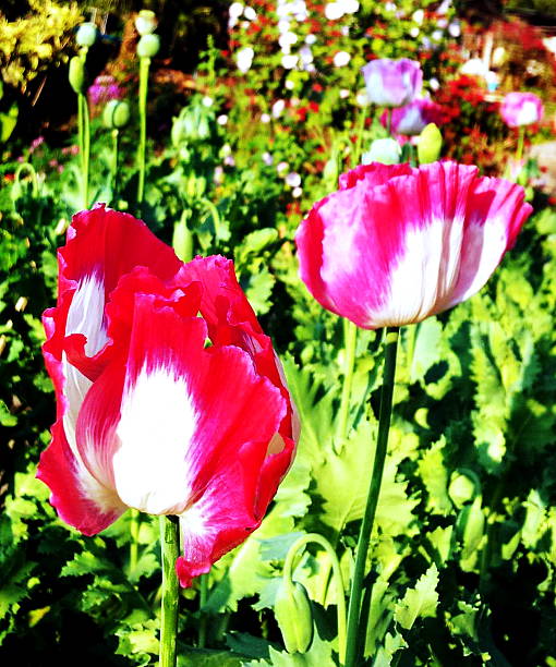 opio - poppy flower opium poppy formal garden stock-fotos und bilder