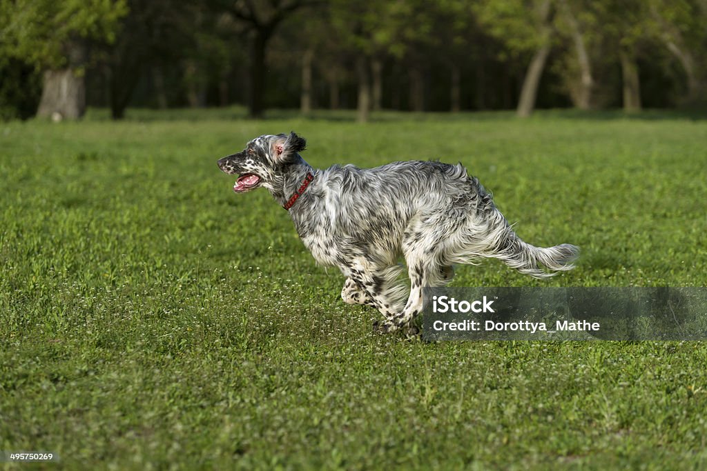 Милый Английский красный сеттер собака работает крест на луг - Стоковые фото Собака роялти-фри