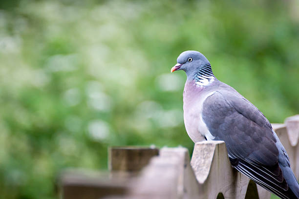 istock Wood Pigeon 495750271