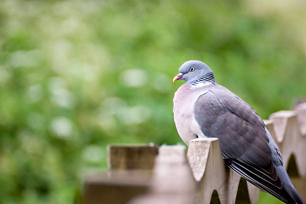 istock Wood Pigeon 495750273