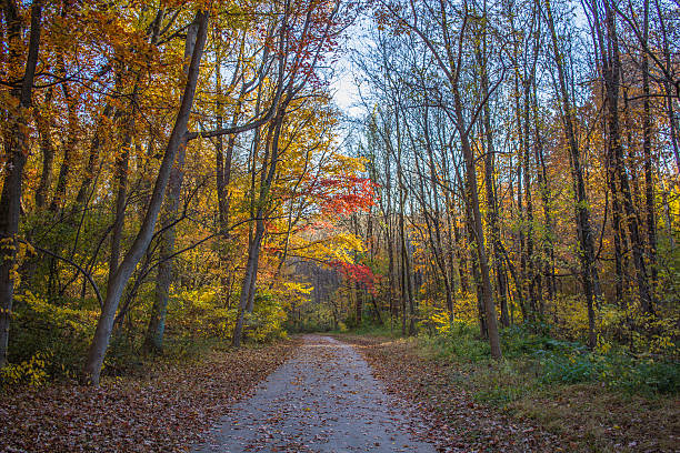 istock Trail in the forest in the fall 495750450