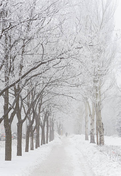 istock Winter park covered with white snow 495750644