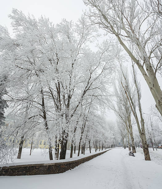 istock Winter park covered with white snow 495750678