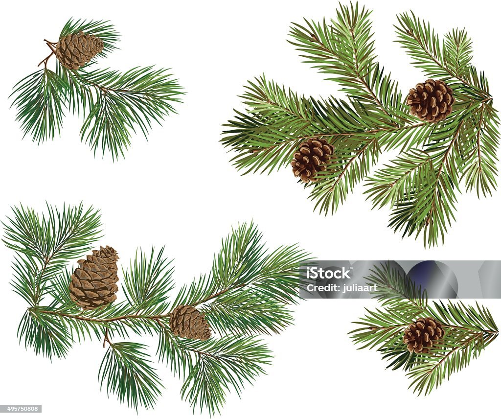 Colección de Vector de árbol de Navidad con ramas de pino conos - arte vectorial de Pino - Conífera libre de derechos
