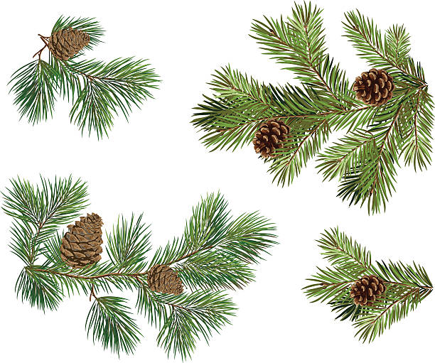 illustrations, cliparts, dessins animés et icônes de vector collection de noël de branches d'arbre avec des cônes de sapin - sapin
