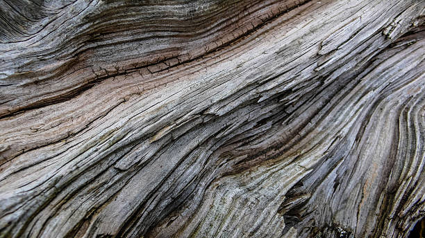 istock Wood Texture Woodland Colours 495751472
