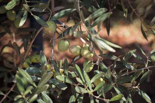 Fresh green olives on the olive tree closeup. Ready to harvest. Israel. Middle east.  Small DoF, focused only on olives.