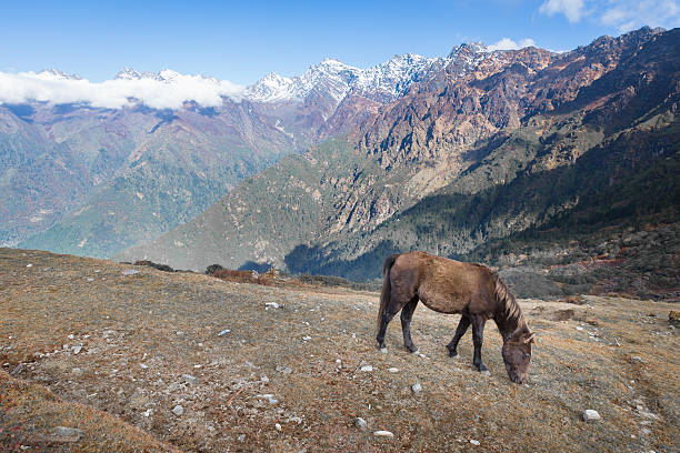 Horse pony animal pasturing feeding snow peaks mountain ridge forest. Gosaikunda trekking route, Langtang mountains region, Nepal