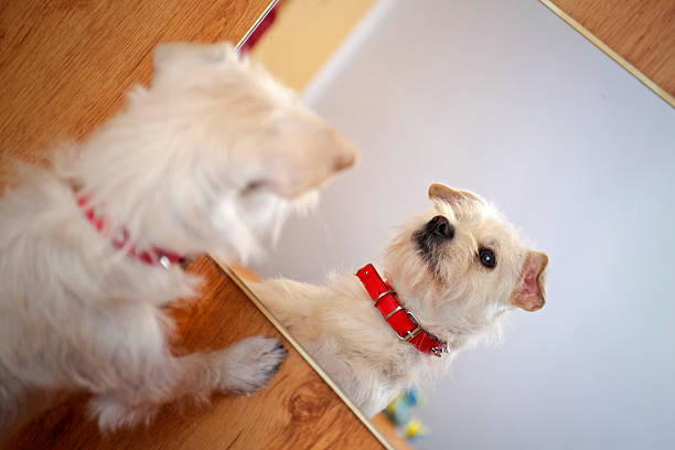 Dog Looking In The Mirror Stock Photo - Download Image Now - Mirror -  Object, Dog, Looking - iStock
