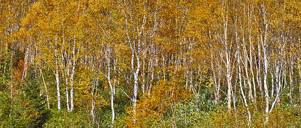 istock Autumn leaves and white birch forests 495754850