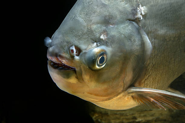 istock Detail of head piranha fish 495755080