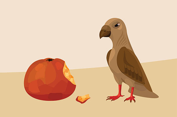 bird with apple vector art illustration