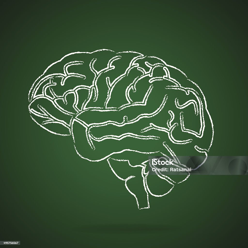 Cérebro ilustração - Vetor de Cerebelo royalty-free