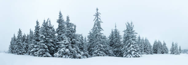 istock Spruce Tree Forest Covered by Snow in Winter Landscape 495756820